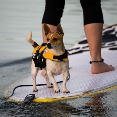 DFD Micro Dog Life Jacket - yellow