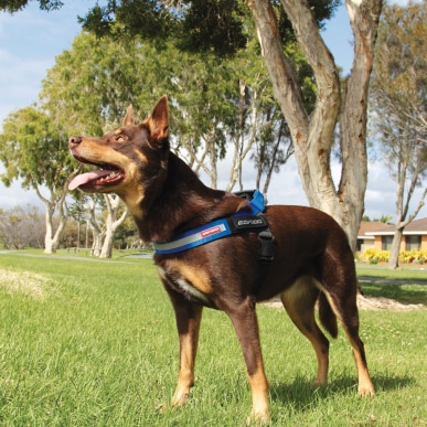 Express Dog Harness - blue