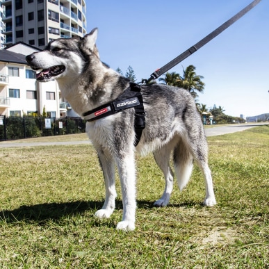 Express Dog Harness - black